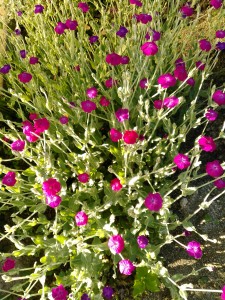 【フランネル草】の育て方！ビロードのような可愛い花