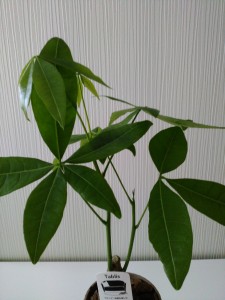 【パキラ】空気清浄効果がある観葉植物！