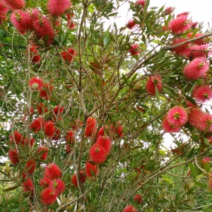 【ブラシの木】枝いっぱいの赤い花！