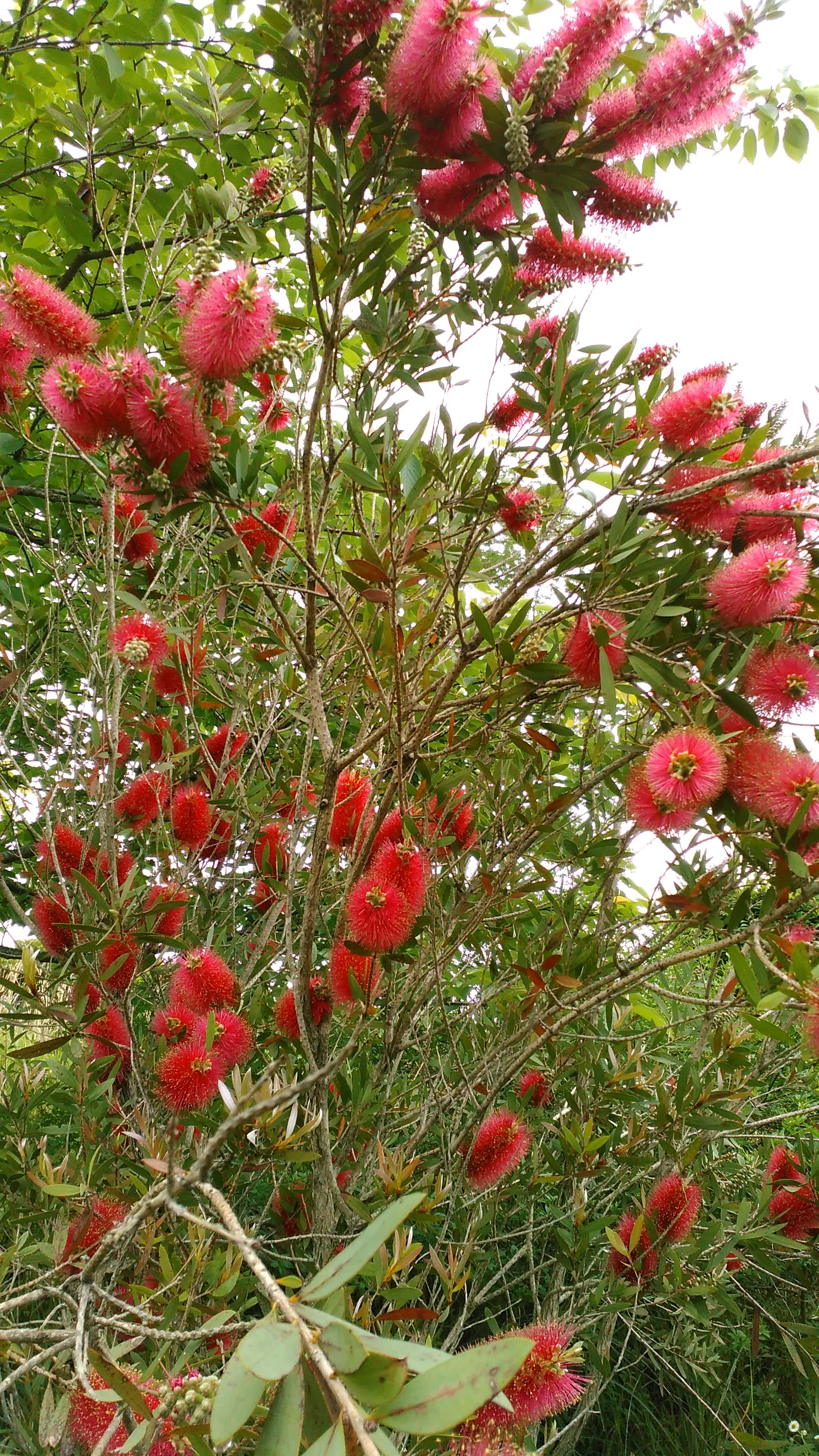 ブラシの木 枝いっぱいの赤い花