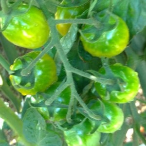 【トマト・ミニトマト】植えつけ時期と育て方！？