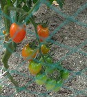 【ミニトマト】植えつけ時期と育て方！？