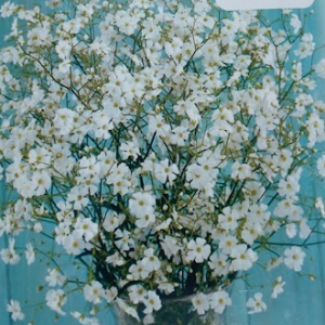 かすみ草 育て方 種まきの時期は