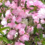 カンザンザクラ（関山桜）春の訪れと同時に咲く