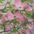 【ハナミズキ】育て方！植え方・剪定時期？
