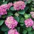 【紫陽花】の剪定！時期と方法は？