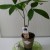 【パキラ】空気清浄効果がある観葉植物！
