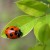 飛べない【テントウ虫】が駆除？