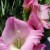 【グラジオラス】春植え球根！初心者向けの花