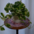 観葉植物【ポトス】育て方！