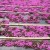 2015【芝桜】の名所は！