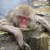 長野県【サル】が温泉に浸かる！外国人に好評