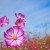 【アトピー性皮膚炎】の慢性化！原因と治療薬は？